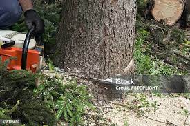 How Our Tree Care Process Works  in  Forsyth, MT