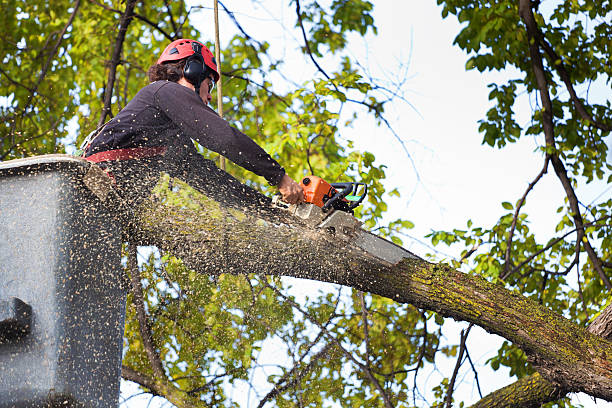 Best Tree Maintenance Programs  in Forsyth, MT